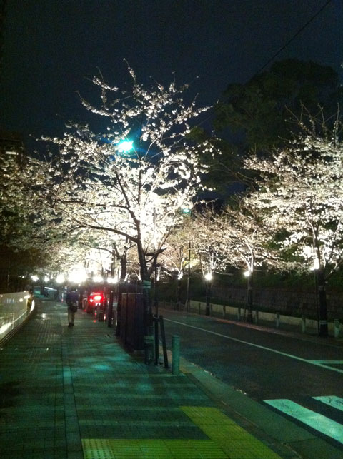 昨日の桜が今日はこんなに！