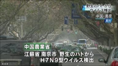 野生のハトから鳥インフル初の検出、死者16人はやばいんでね？